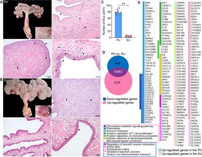 The Immune Barrier of Porcine Uterine Mucosa Differs Dramatically at Proliferative and Secretory Phases and Could Be Positively Modulated by Colonizing Microbiota